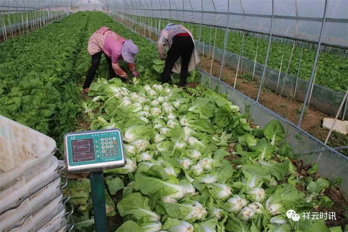祥云下，新鮮蔬菜馳援疫區(qū)的溫暖之路